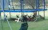 TrampolineDeer.jpg