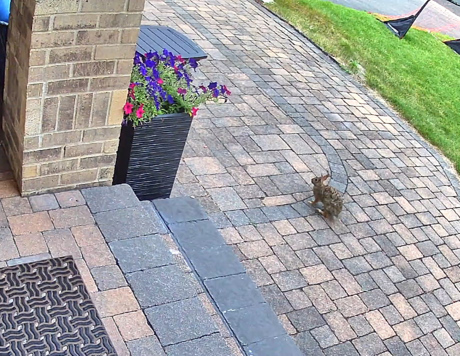 mnrabbit.png